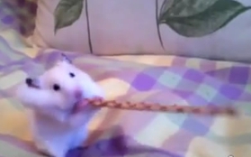 Chú chuột... háu ăn